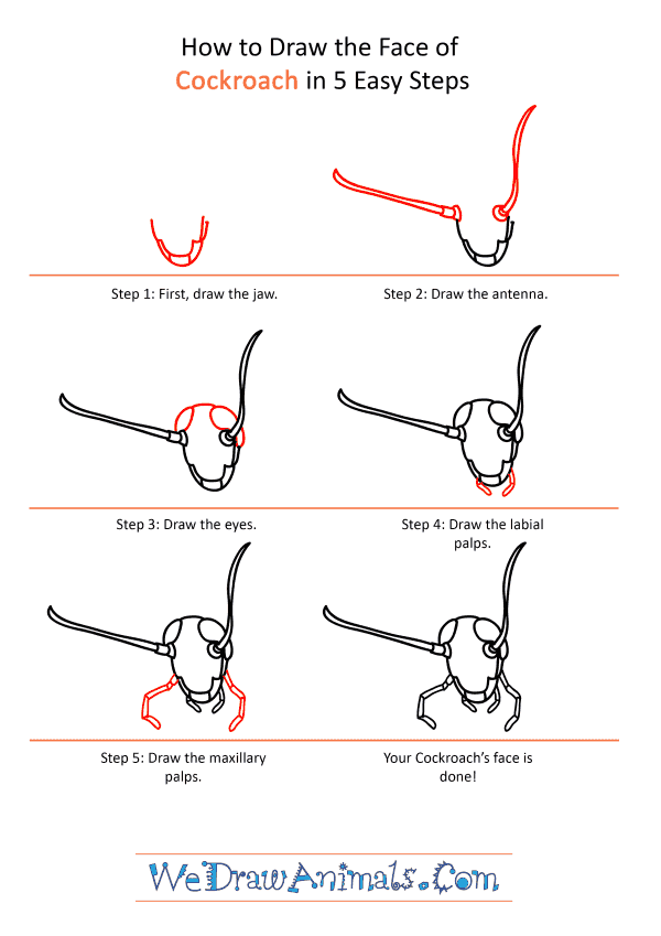 How to Draw a Cockroach Face - Step-by-Step Tutorial