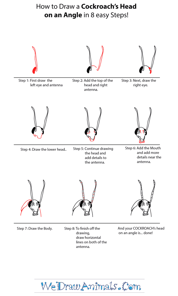 How to Draw a Cockroach Head - Step-by-Step Tutorial