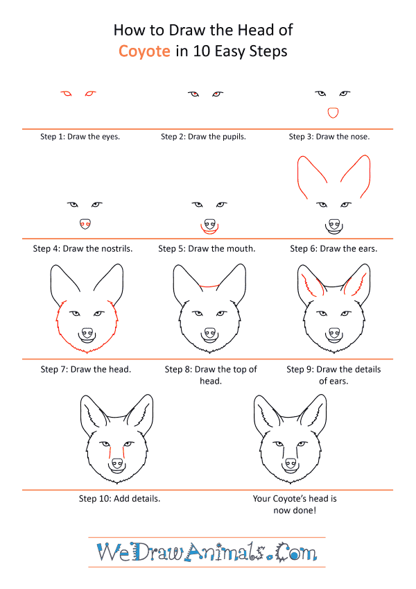 How to Draw a Coyote Face - Step-by-Step Tutorial