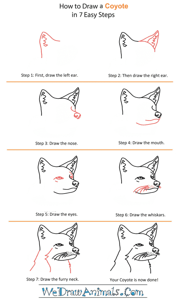 How to Draw a Coyote Head - Step-by-Step Tutorial