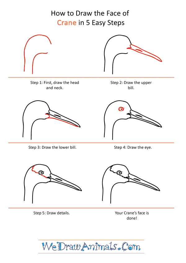 How to Draw a Crane Face - Step-by-Step Tutorial