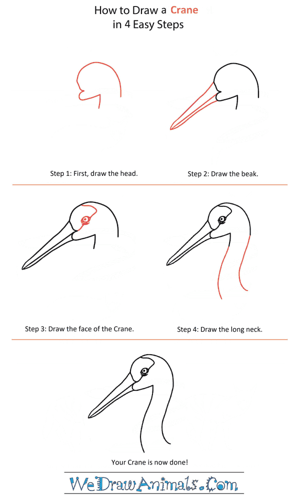 How to Draw a Crane Head - Step-by-Step Tutorial