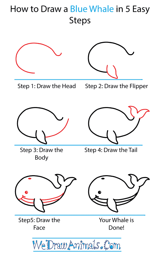 How to Draw a Cute Blue Whale - Step-by-Step Tutorial