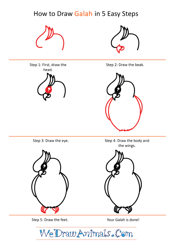 How to Draw a Cute Galah - Step-by-Step Tutorial