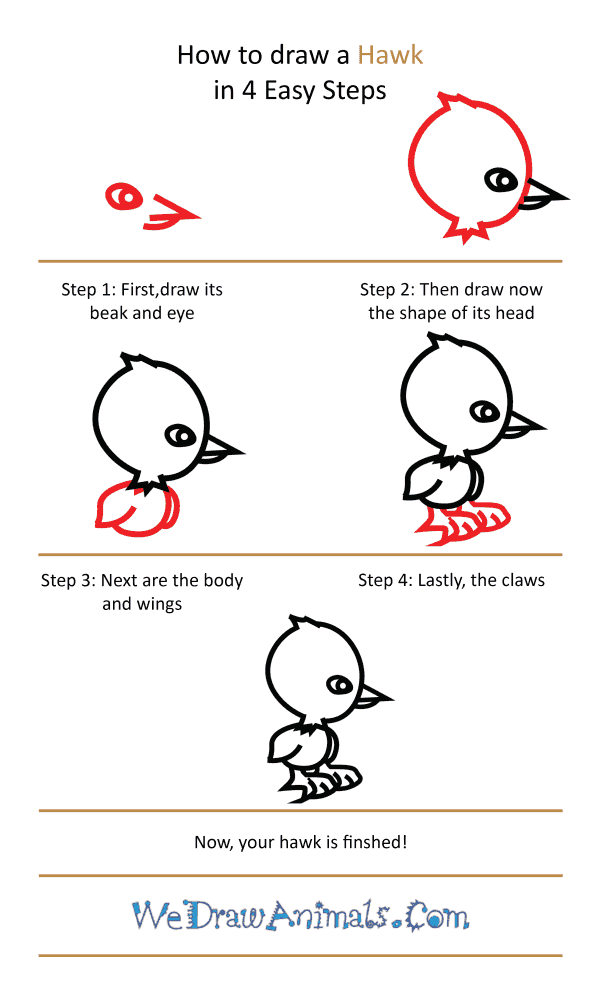How to Draw a Cute Hawk - Step-by-Step Tutorial