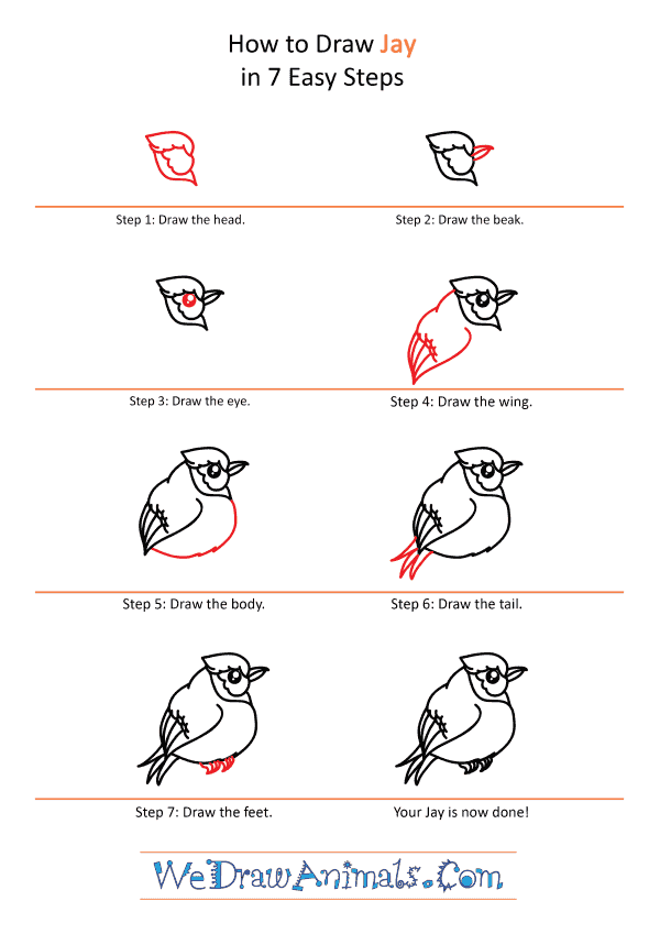 How to Draw a Cute Jay - Step-by-Step Tutorial