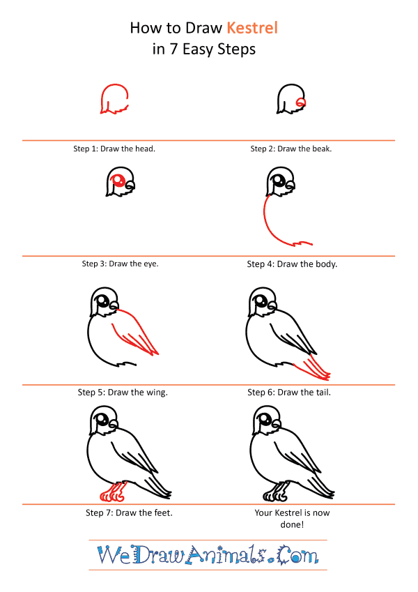 How to Draw a Cute Kestrel - Step-by-Step Tutorial