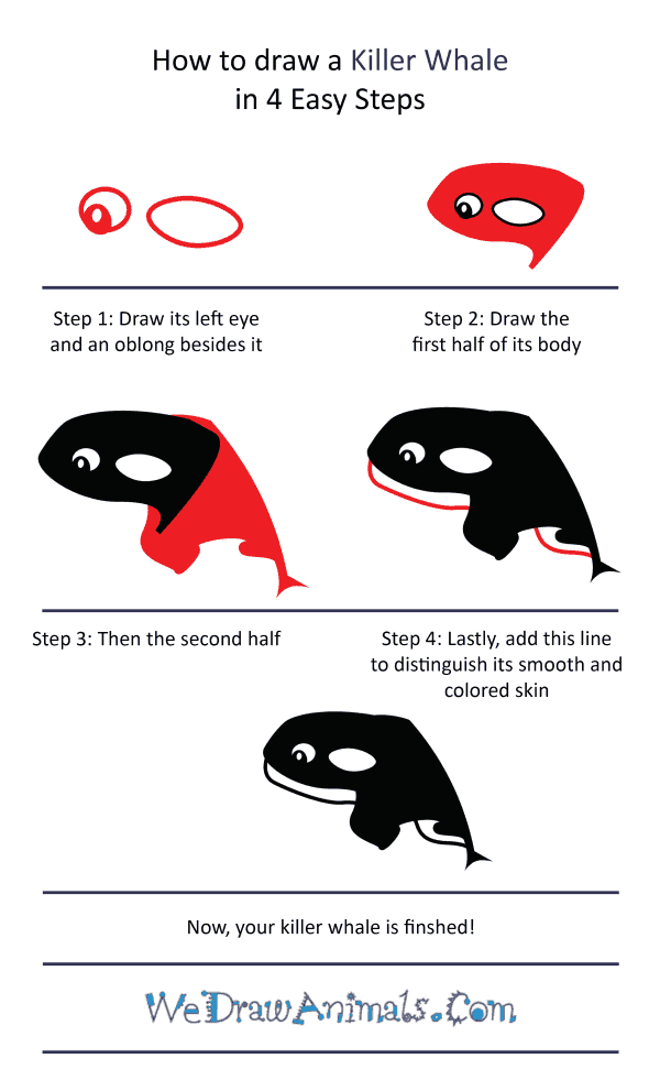 How to Draw a Cute Killer Whale - Step-by-Step Tutorial