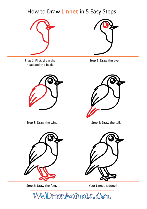 How to Draw a Cute Linnet - Step-by-Step Tutorial