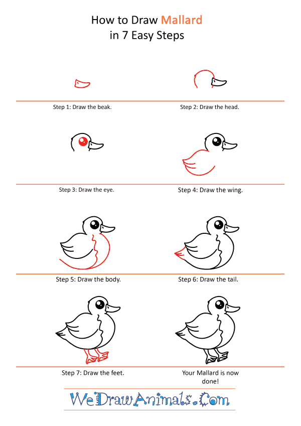 How to Draw a Cute Mallard - Step-by-Step Tutorial