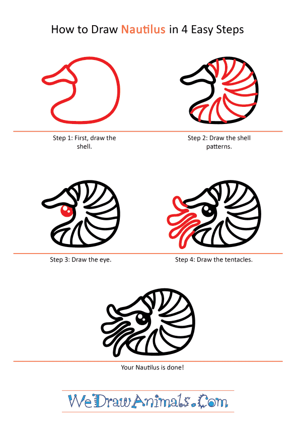 How to Draw a Cute Nautilus - Step-by-Step Tutorial