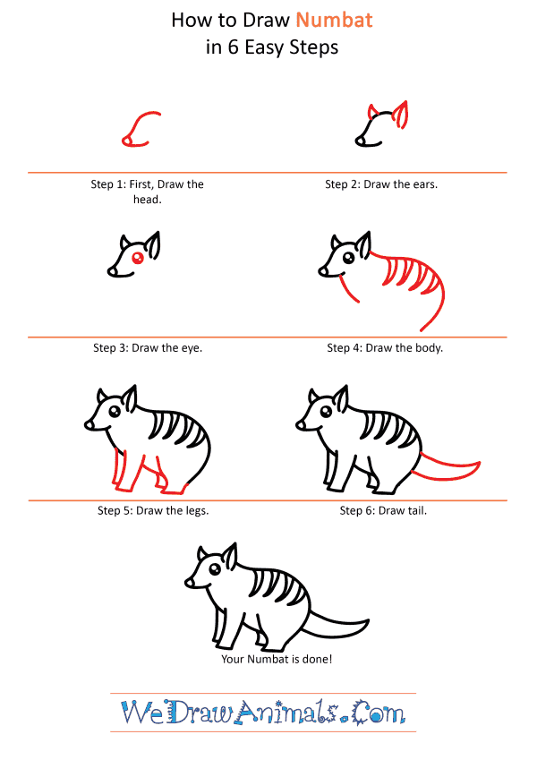 How to Draw a Cute Numbat - Step-by-Step Tutorial