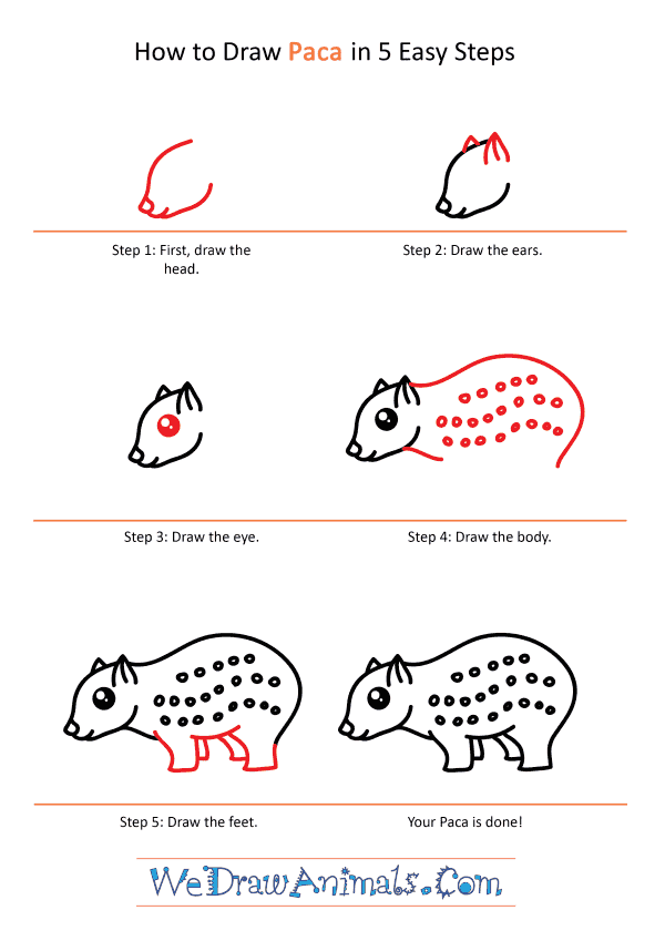 How to Draw a Cute Paca - Step-by-Step Tutorial