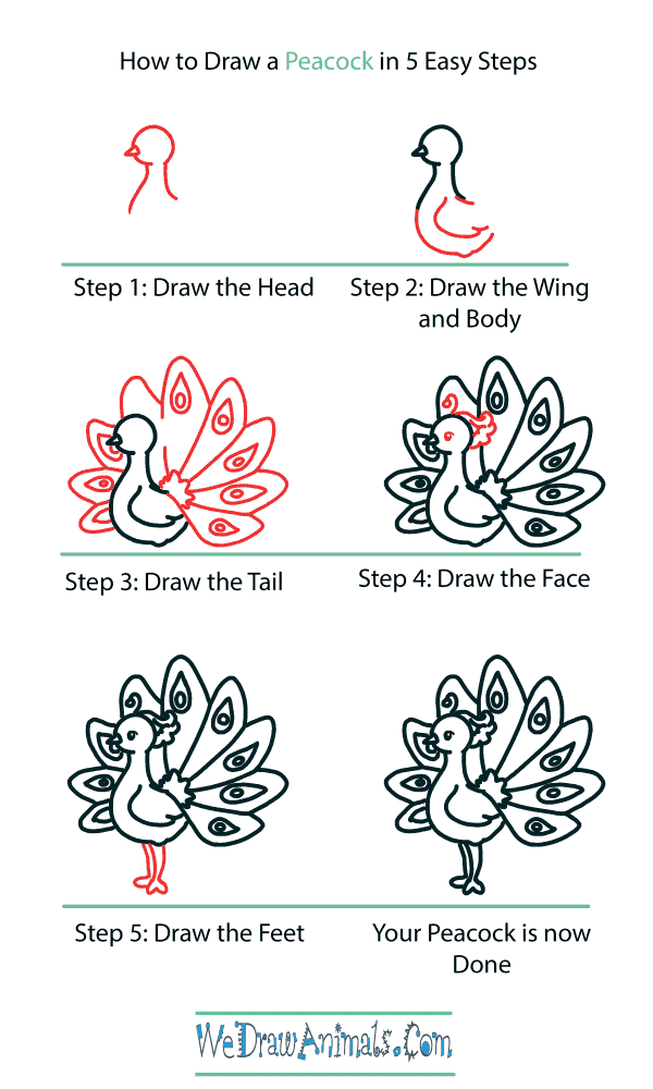How to Draw a Cute Peacock - Step-by-Step Tutorial