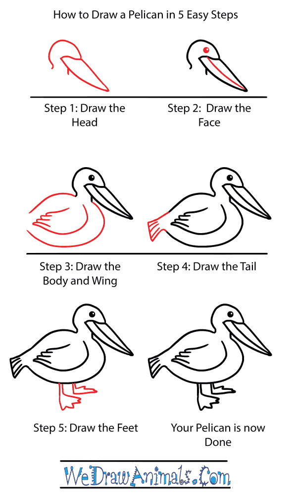 How to Draw a Cute Pelican - Step-by-Step Tutorial