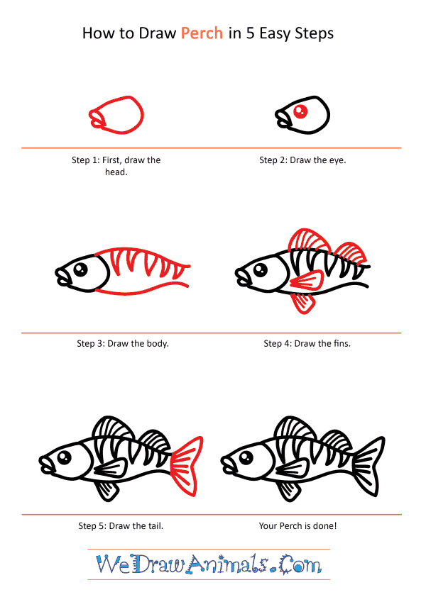 How to Draw a Cute Perch - Step-by-Step Tutorial