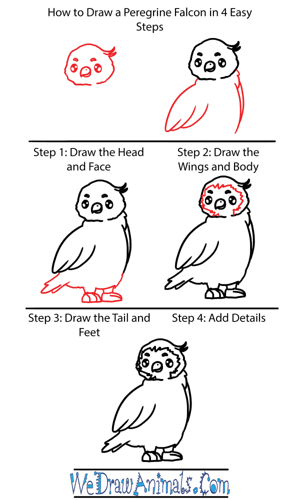 How to Draw a Cute Peregrine Falcon - Step-by-Step Tutorial