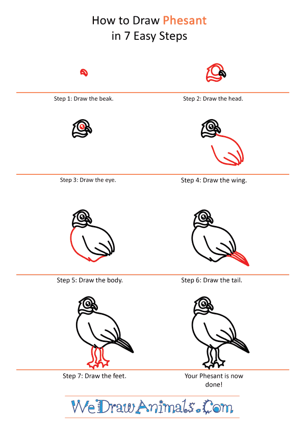 How to Draw a Cute Pheasant - Step-by-Step Tutorial