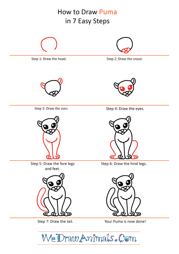 How to Draw a Cute Puma - Step-by-Step Tutorial