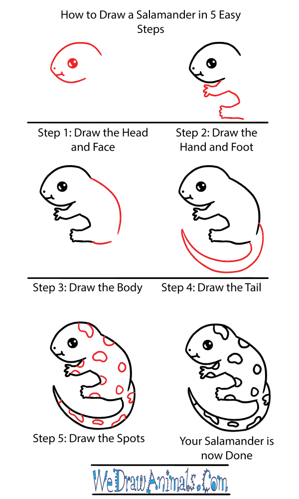 How to Draw a Cute Salamander - Step-by-Step Tutorial