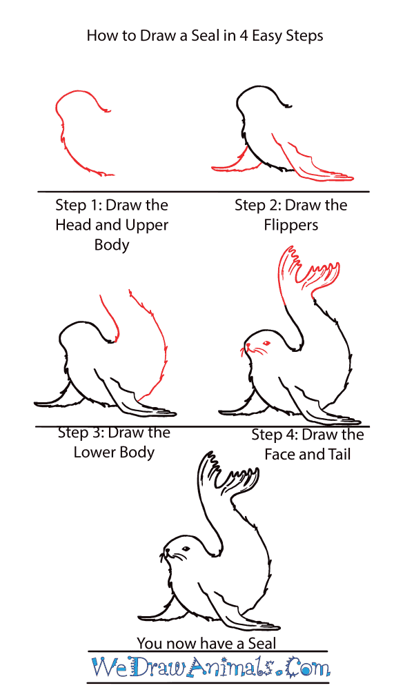 How to Draw a Cute Seal - Step-by-Step Tutorial