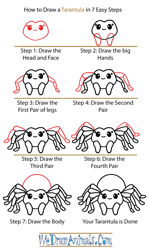 How to Draw a Cute Tarantula - Step-by-Step Tutorial