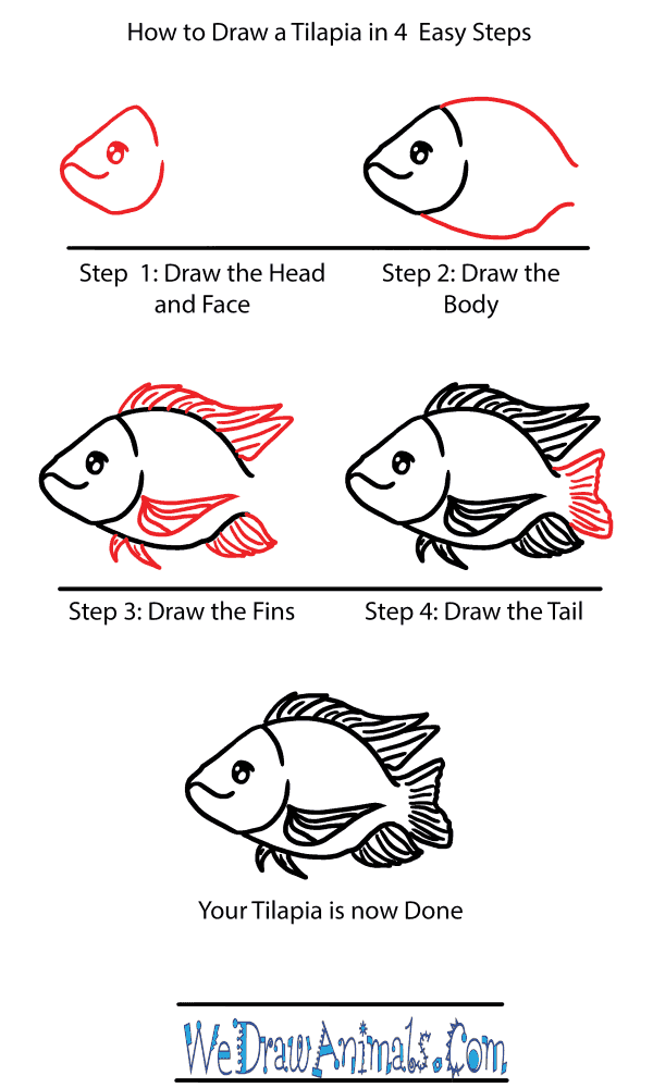 How to Draw a Cute Tilapia - Step-by-Step Tutorial