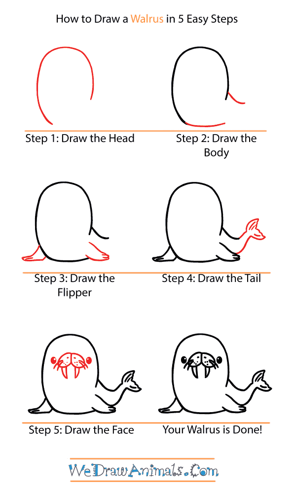 How to Draw a Cute Walrus - Step-by-Step Tutorial