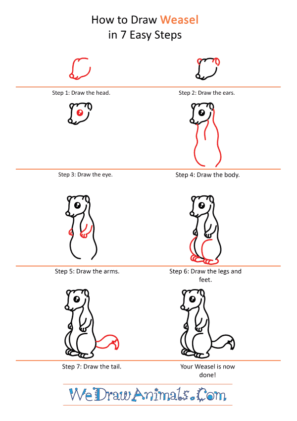 How to Draw a Cute Weasel - Step-by-Step Tutorial