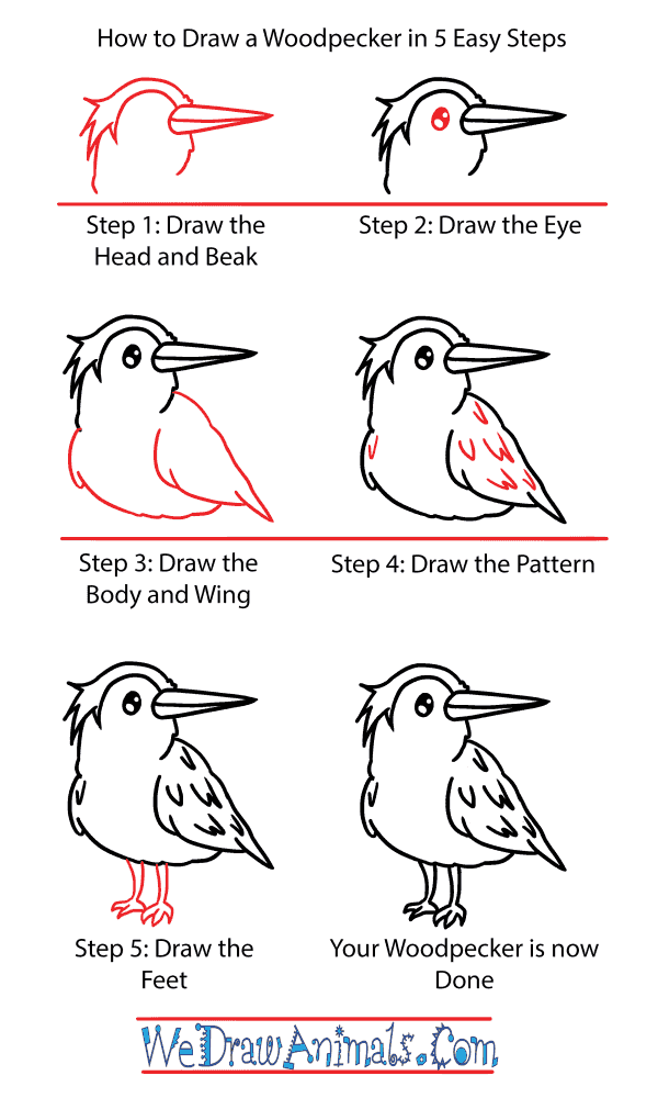 How to Draw a Cute Woodpecker - Step-by-Step Tutorial