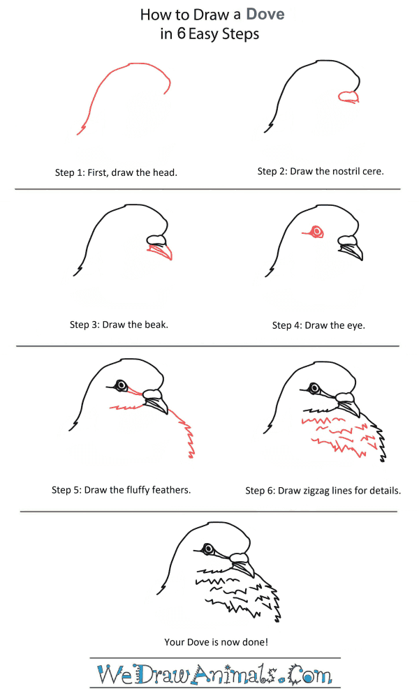 How to Draw a Dove Head - Step-by-Step Tutorial