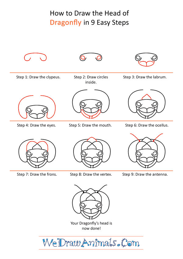 How to Draw a Dragonfly Face - Step-by-Step Tutorial