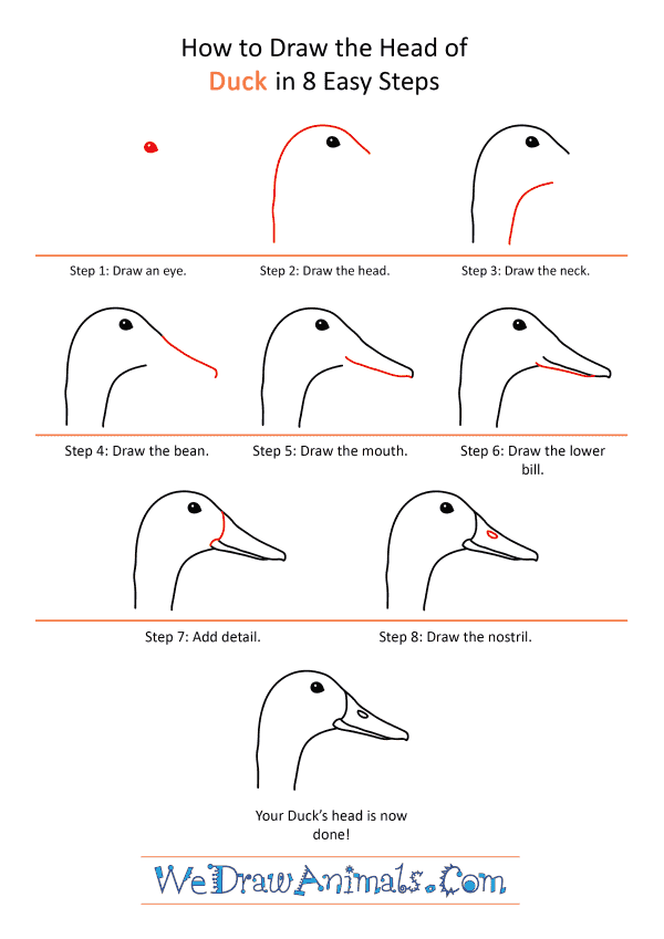 How to Draw a Duck Face - Step-by-Step Tutorial