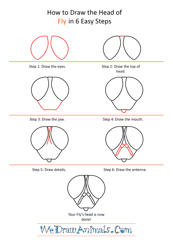 How to Draw a Fly Face - Step-by-Step Tutorial