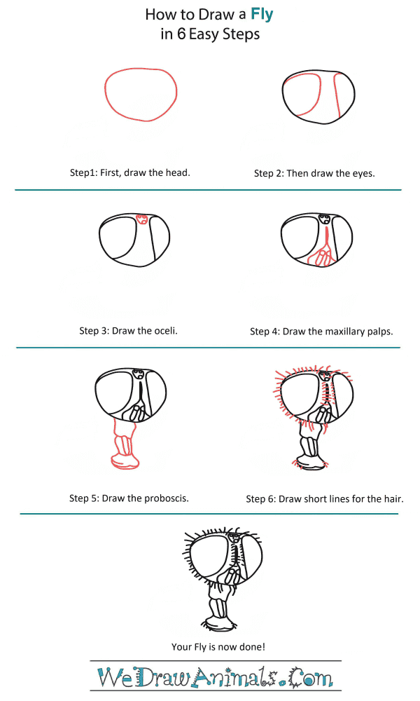 How to Draw a Fly Head - Step-by-Step Tutorial