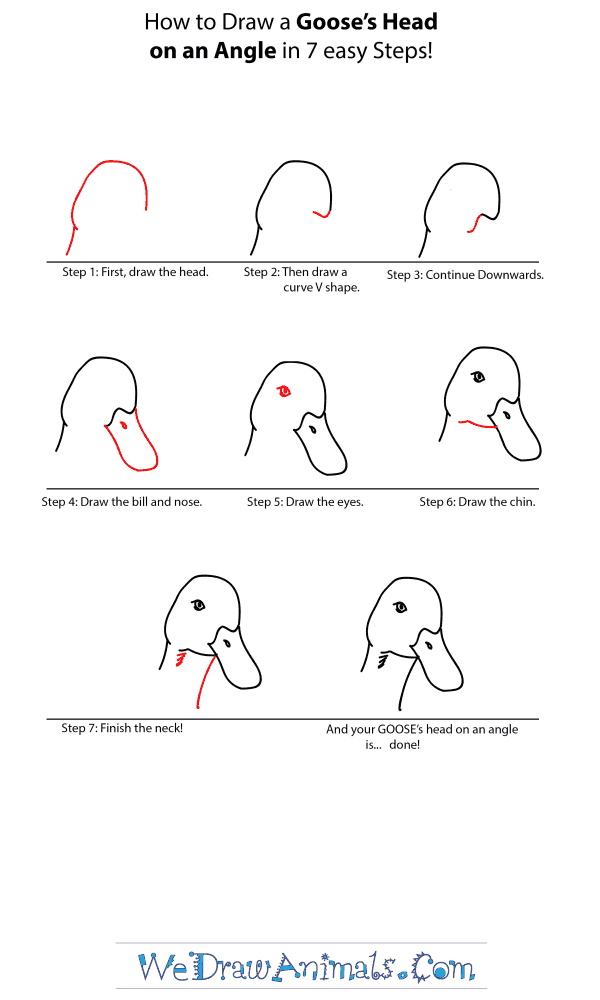 How to Draw a Goose Head - Step-by-Step Tutorial