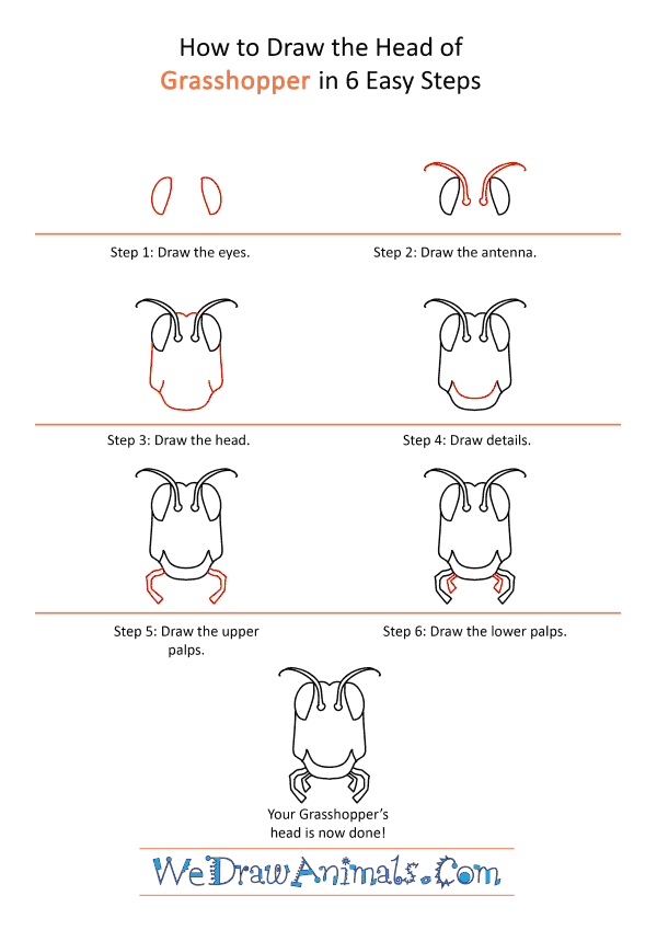 How to Draw a Grasshopper Face - Step-by-Step Tutorial