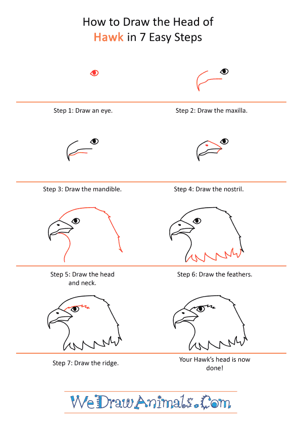 How to Draw a Hawk Face - Step-by-Step Tutorial
