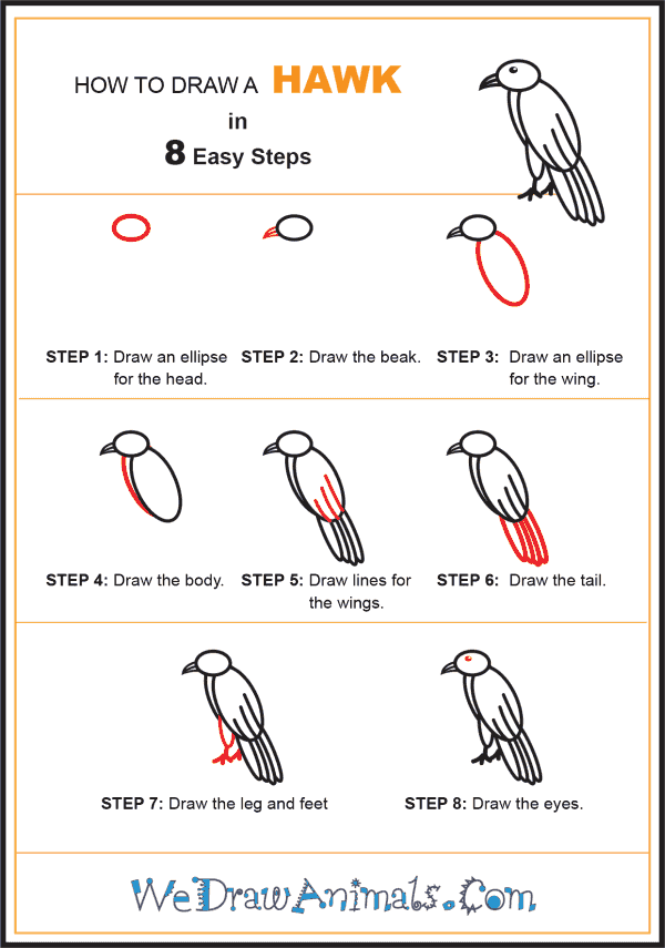 How to Draw a Hawk for Kids - Step-by-Step Tutorial