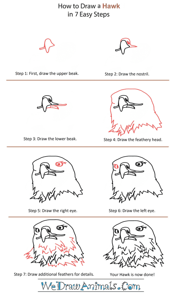 How to Draw a Hawk Head - Step-by-Step Tutorial
