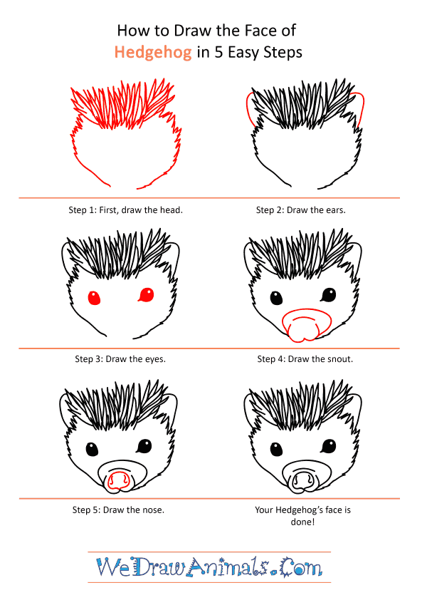 How to Draw a Hedgehog Face - Step-by-Step Tutorial