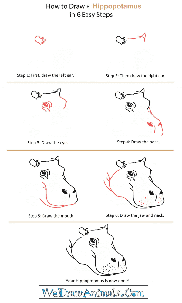 How to Draw a Hippopotamus Head - Step-by-Step Tutorial