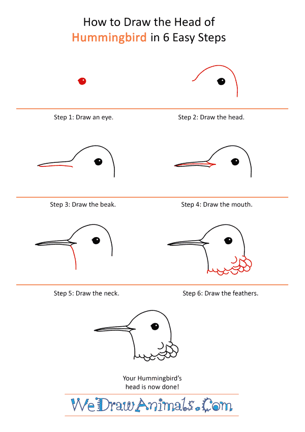 How to Draw a Hummingbird Face - Step-by-Step Tutorial