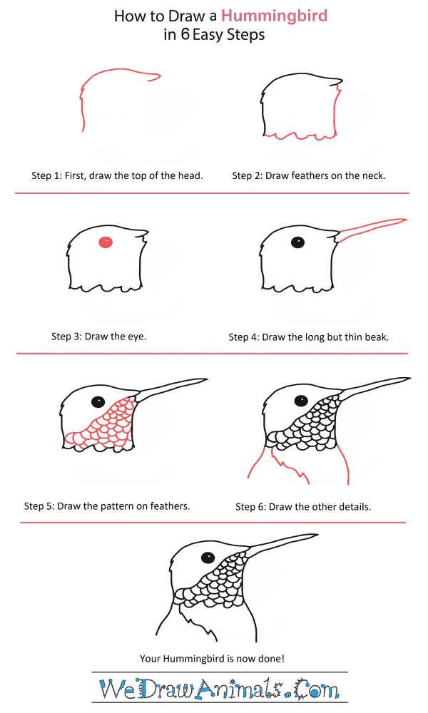How to Draw a Hummingbird Head - Step-by-Step Tutorial