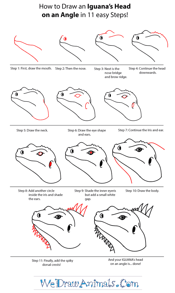 How to Draw an Iguana Head - Step-by-Step Tutorial