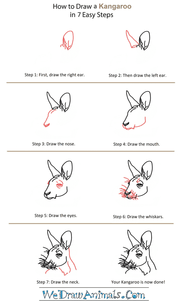 How to Draw a Kangaroo Head - Step-by-Step Tutorial