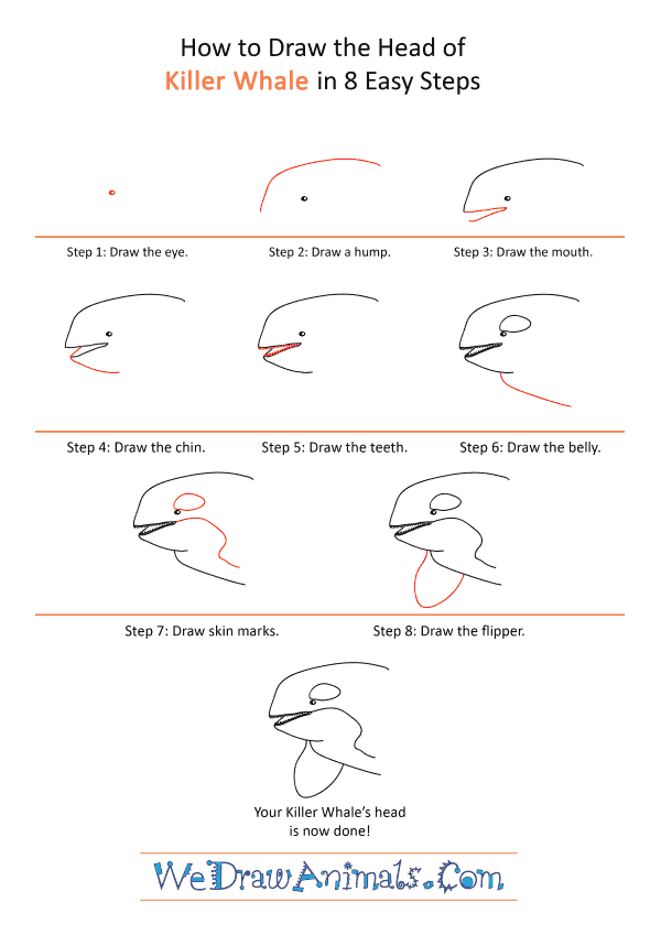 How to Draw a Killer Whale Face - Step-by-Step Tutorial