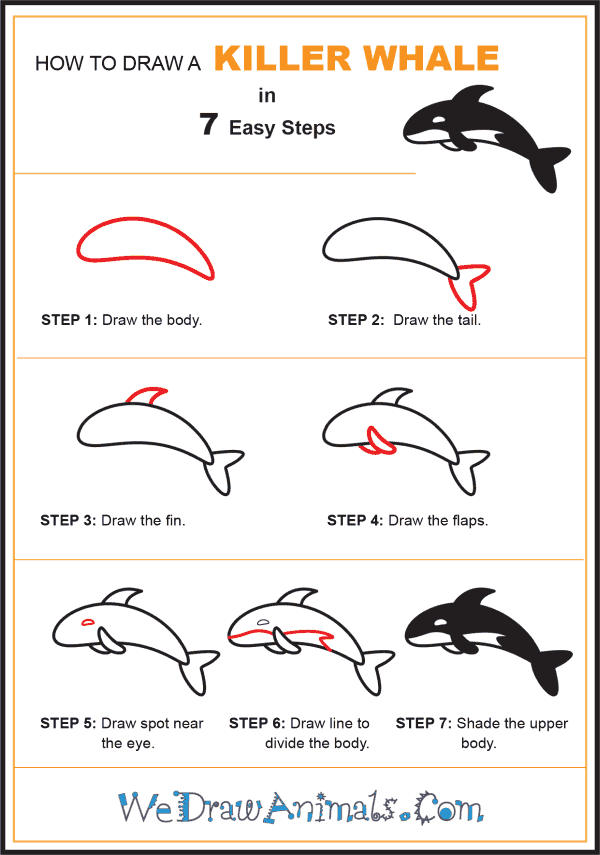 How to Draw a Killer Whale for Kids - Step-by-Step Tutorial