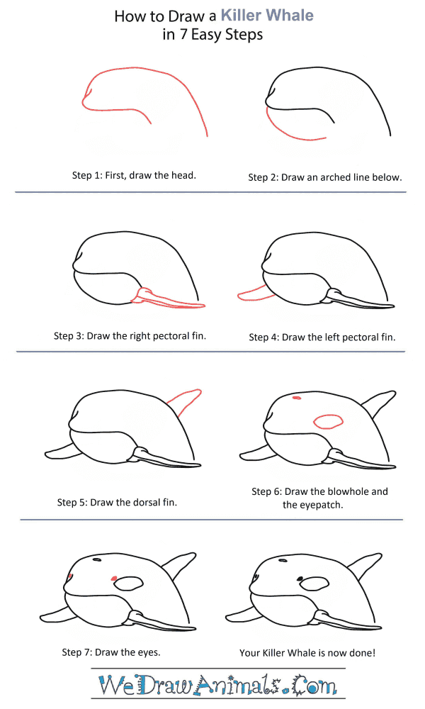 How to Draw a Killer Whale Head - Step-by-Step Tutorial