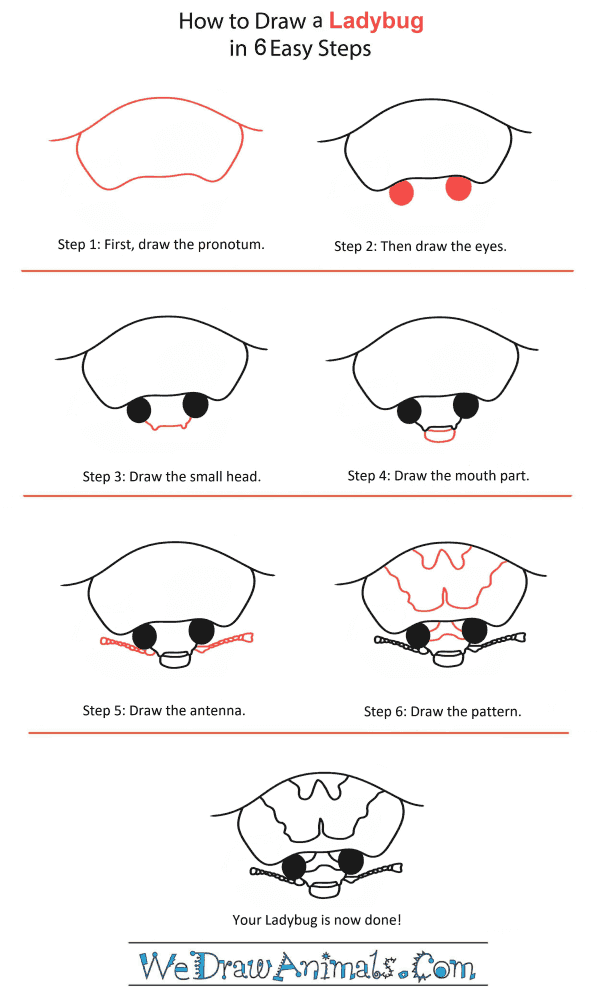 How to Draw a Ladybug Head - Step-by-Step Tutorial